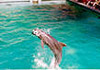 Dolphin Shows